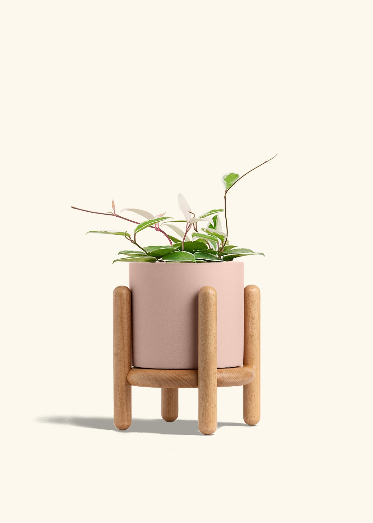 Hoya Krimson Queen in a 6 inches Pink Classic Cylinder Planter in a Beech Wood Stand