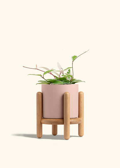 Hoya Krimson Queen in a 6 inches Pink Classic Cylinder Planter in a Beech Wood Stand