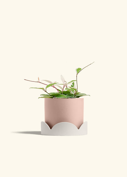 Hoya Krimson Queen in a 6 inches Pink Classic Cylinder Planter in a Oat Petal Drip Tray