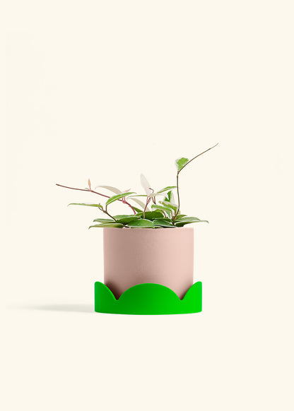 Hoya Krimson Queen in a 6 inches Pink Classic Cylinder Planter in a Shamrock Petal Drip Tray