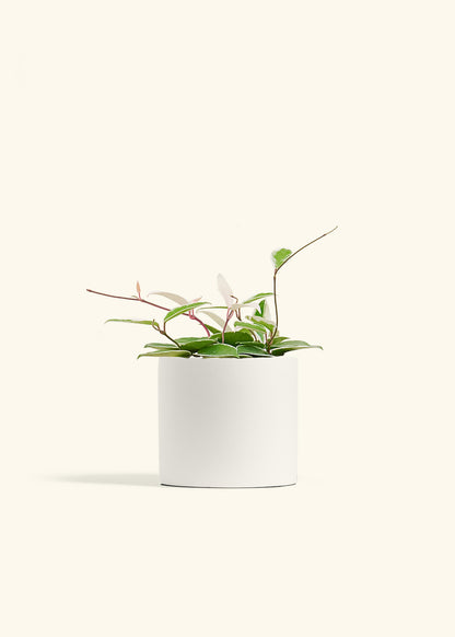 Hoya Krimson Queen in a 6 inches White Classic Cylinder Planter 