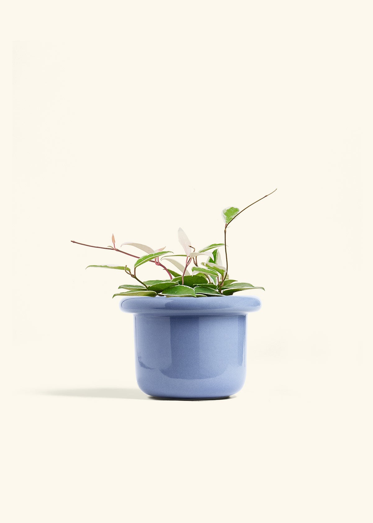 Hoya Krimson Queen in a 6 inches Fat Lip Blue Planter 