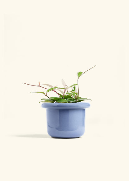 Hoya Krimson Queen in a 6 inches Fat Lip Blue Planter 
