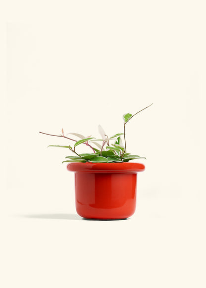 Hoya Krimson Queen in a 6 inches Fat Lip Red Planter 