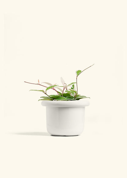 Hoya Krimson Queen in a 6 inches Fat Lip White Planter 