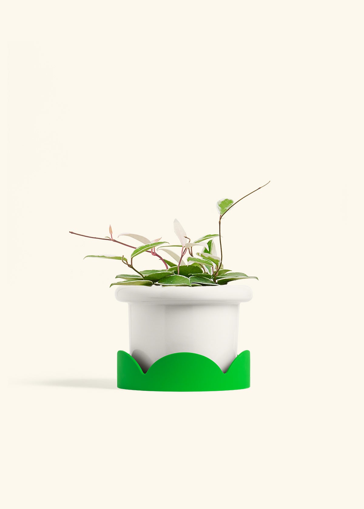 Hoya Krimson Queen in a 6 inches Fat Lip White Planter in a Shamrock Petal Drip Tray