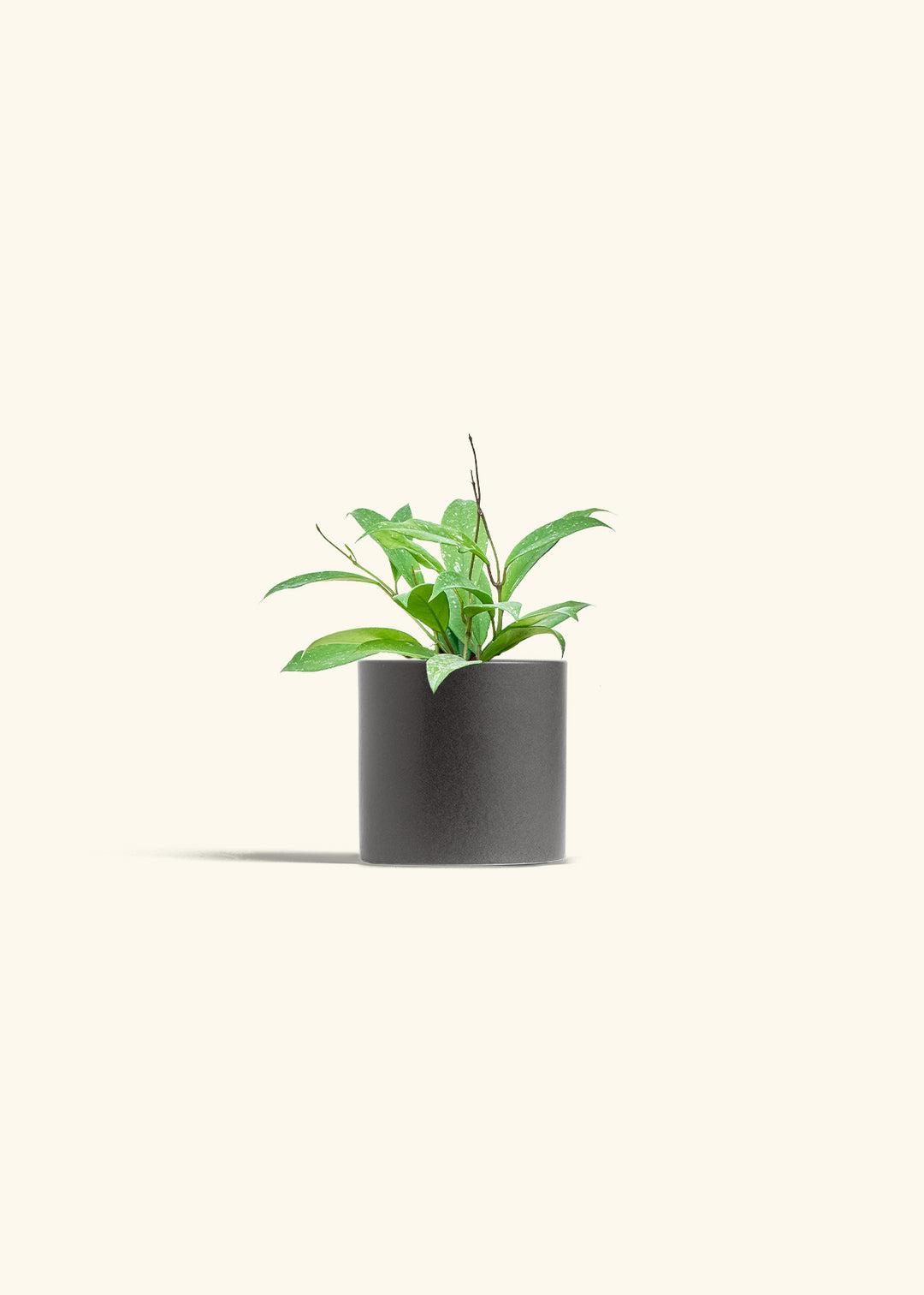 Hoya Silver Splash in a 4 inches Charcoal Classic Cylinder Planter 