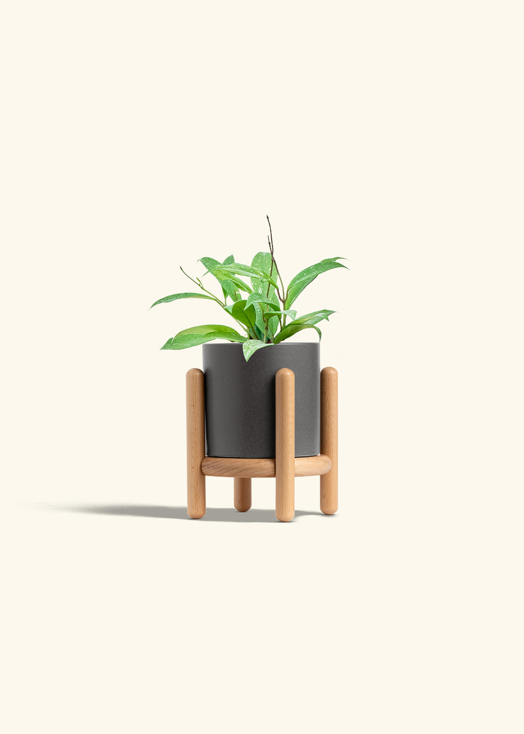 Hoya Silver Splash in a 4 inches Charcoal Classic Cylinder Planter in a Beech Wood Stand