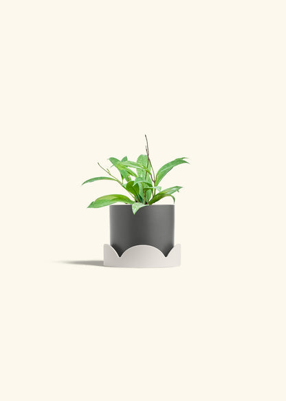 Hoya Silver Splash in a 4 inches Charcoal Classic Cylinder Planter in a Oat Petal Drip Tray