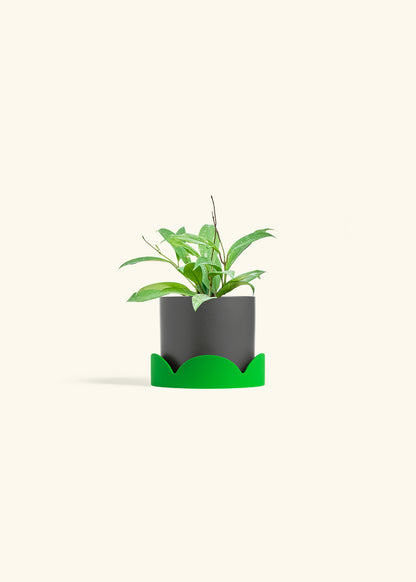 Hoya Silver Splash in a 4 inches Charcoal Classic Cylinder Planter in a Shamrock Petal Drip Tray