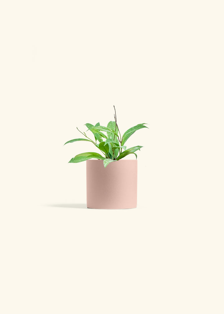 Hoya Silver Splash in a 4 inches Pink Classic Cylinder Planter 