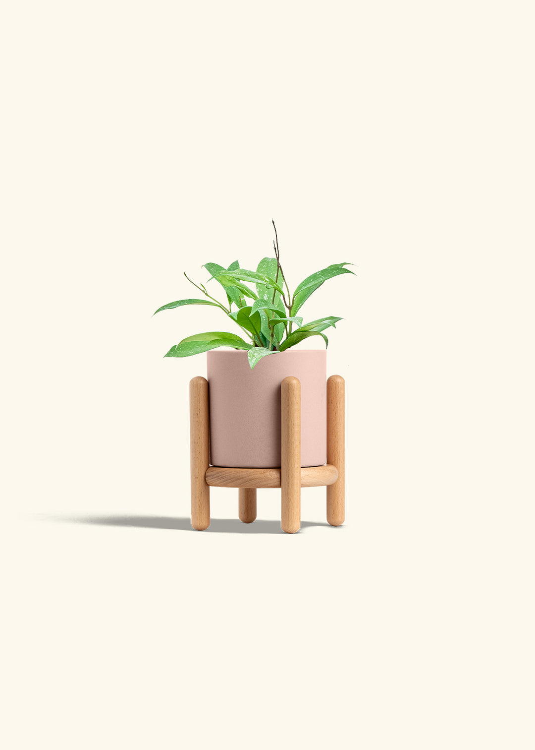 Hoya Silver Splash in a 4 inches Pink Classic Cylinder Planter in a Beech Wood Stand