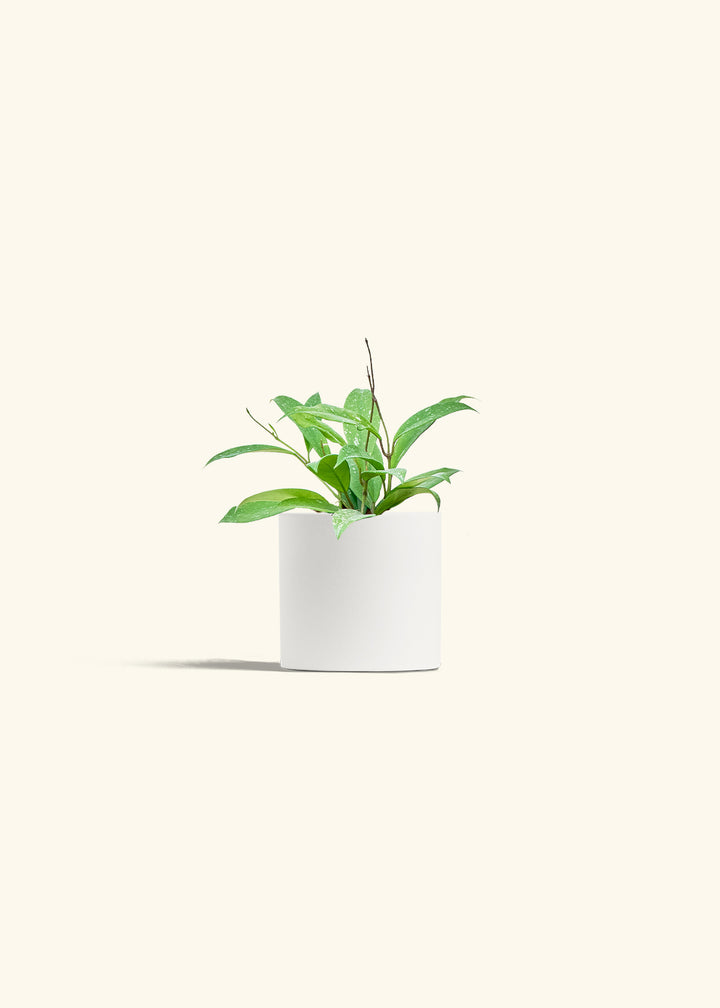 Hoya Silver Splash in a 4 inches White Classic Cylinder Planter 