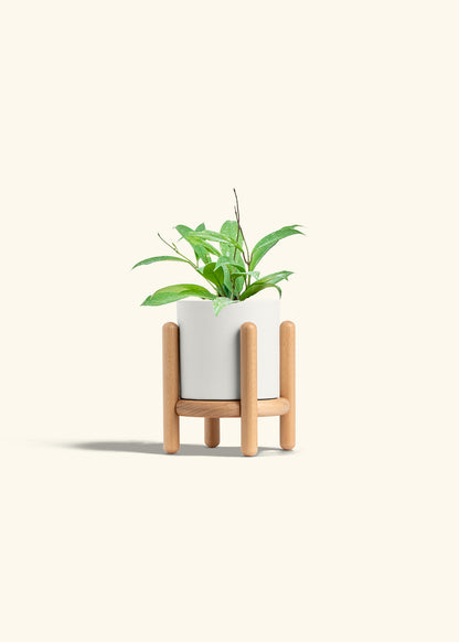 Hoya Silver Splash in a 4 inches White Classic Cylinder Planter in a Beech Wood Stand