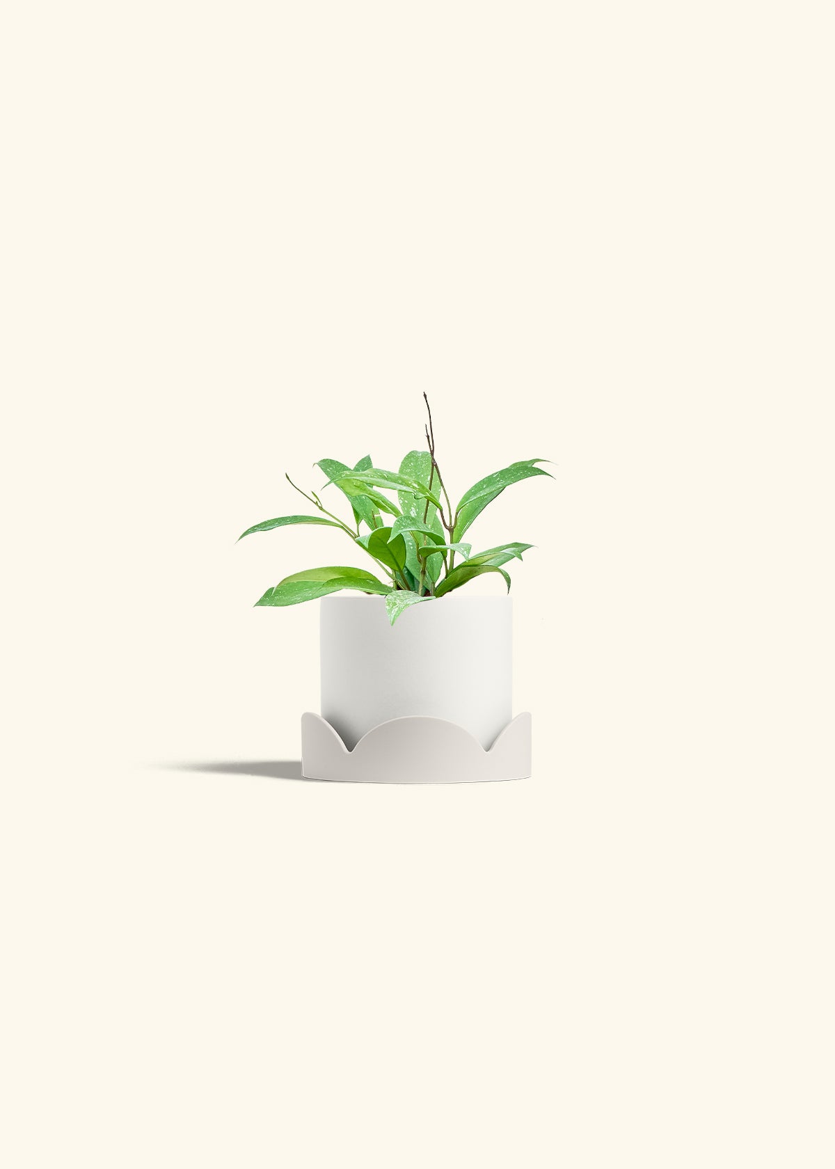 Hoya Silver Splash in a 4 inches White Classic Cylinder Planter in a Oat Petal Drip Tray