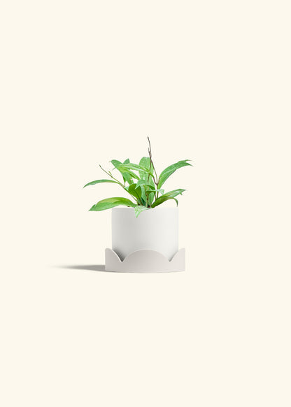Hoya Silver Splash in a 4 inches White Classic Cylinder Planter in a Oat Petal Drip Tray