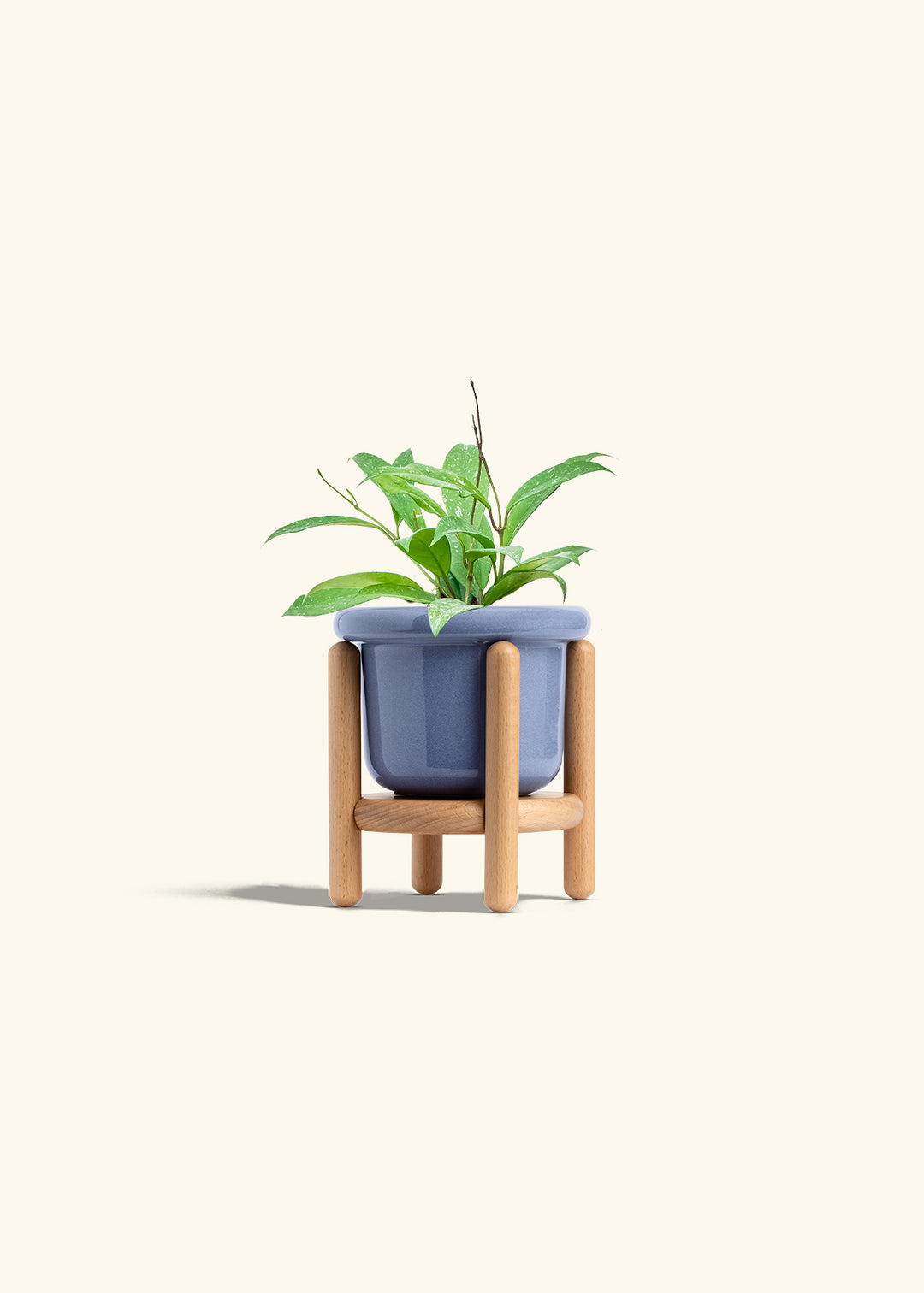 Hoya Silver Splash in a 4 inches Fat Lip Blue Planter in a Beech Wood Stand