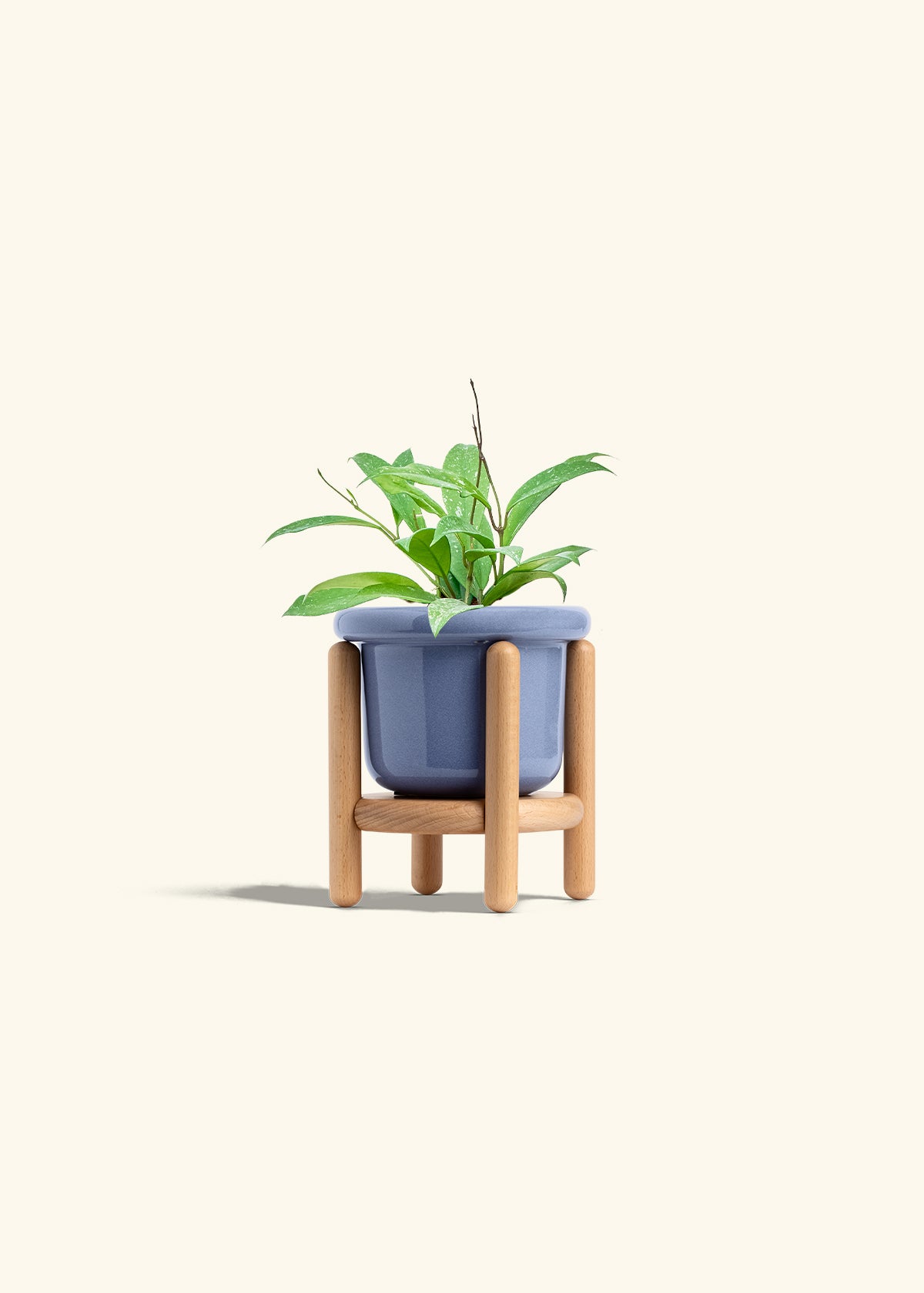 Hoya Silver Splash in a 4 inches Fat Lip Blue Planter in a Beech Wood Stand