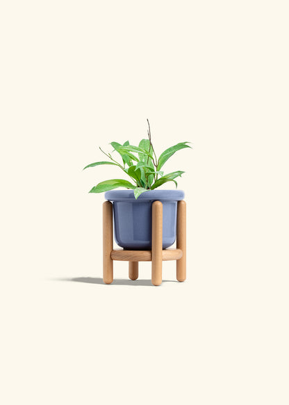 Hoya Silver Splash in a 4 inches Fat Lip Blue Planter in a Beech Wood Stand
