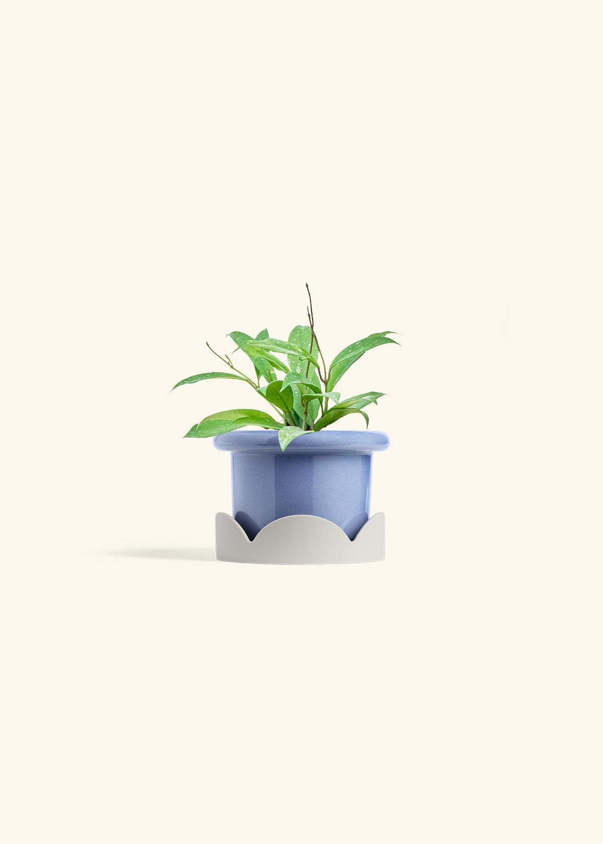 Hoya Silver Splash in a 4 inches Fat Lip Blue Planter in a Oat Petal Drip Tray