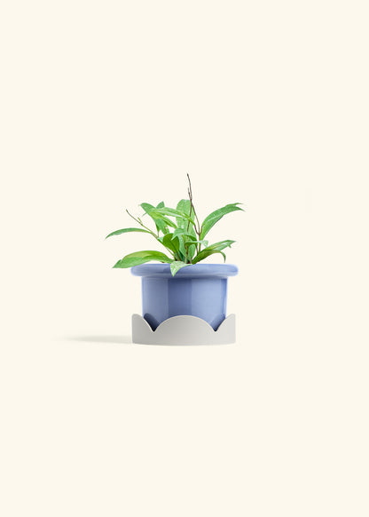 Hoya Silver Splash in a 4 inches Fat Lip Blue Planter in a Oat Petal Drip Tray