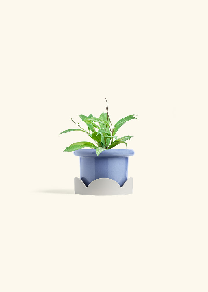 Hoya Silver Splash in a 4 inches Fat Lip Blue Planter in a Oat Petal Drip Tray