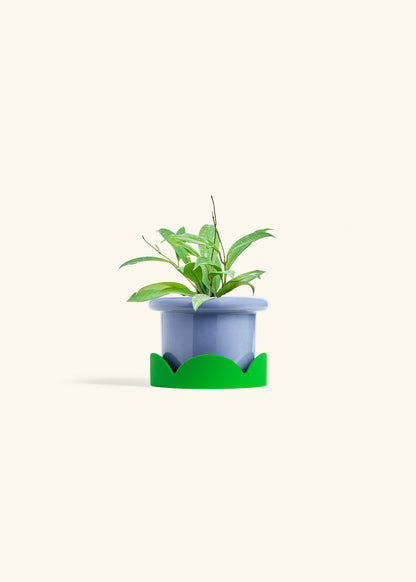 Hoya Silver Splash in a 4 inches Fat Lip Blue Planter in a Shamrock Petal Drip Tray
