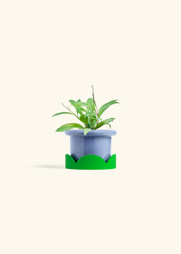 Hoya Silver Splash in a 4 inches Fat Lip Blue Planter in a Shamrock Petal Drip Tray