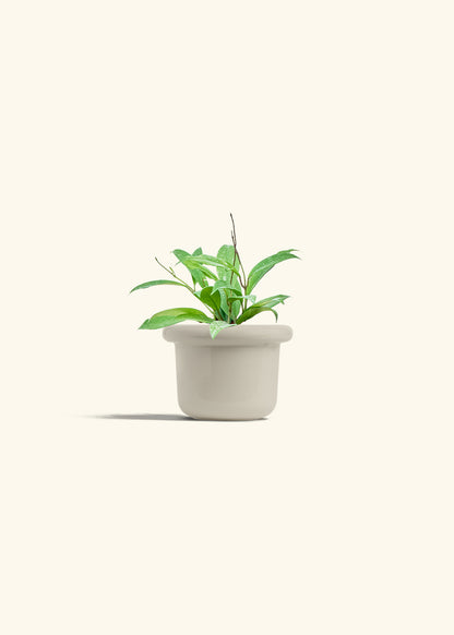 Hoya Silver Splash in a 4 inches Fat Lip Oat Planter 