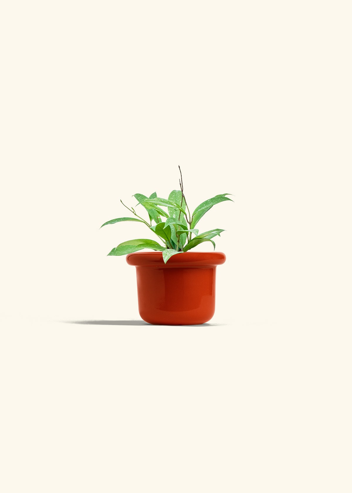 Hoya Silver Splash in a 4 inches Fat Lip Red Planter 