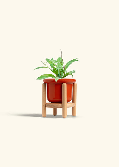 Hoya Silver Splash in a 4 inches Fat Lip Red Planter in a Beech Wood Stand