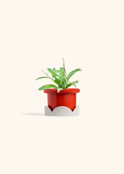 Hoya Silver Splash in a 4 inches Fat Lip Red Planter in a Oat Petal Drip Tray