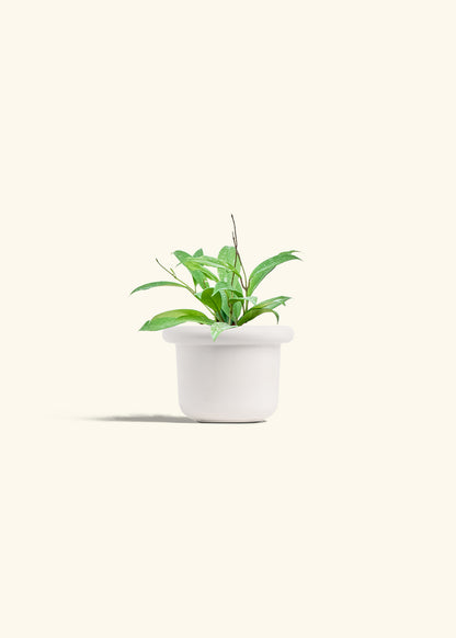 Hoya Silver Splash in a 4 inches Fat Lip White Planter 