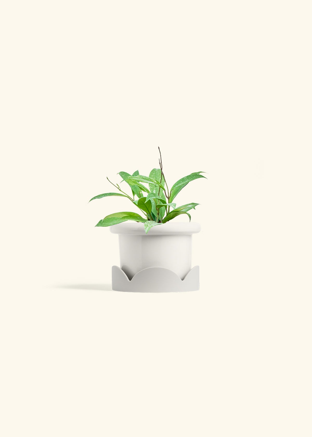Hoya Silver Splash in a 4 inches Fat Lip White Planter in a Oat Petal Drip Tray