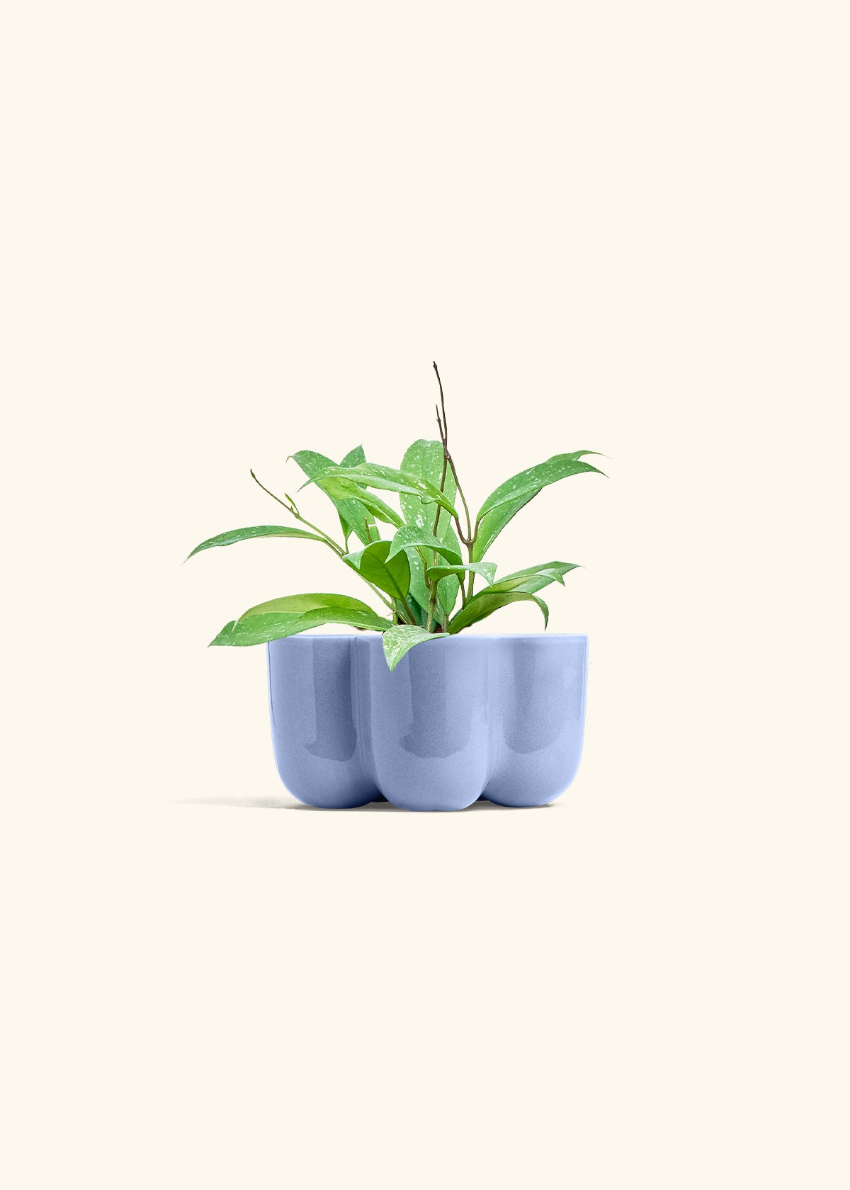 Hoya Silver Splash in a 4 inches in a Blue Petal Planter