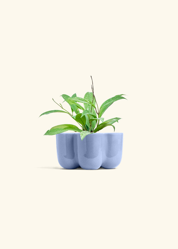 Hoya Silver Splash in a 4 inches in a Blue Petal Planter