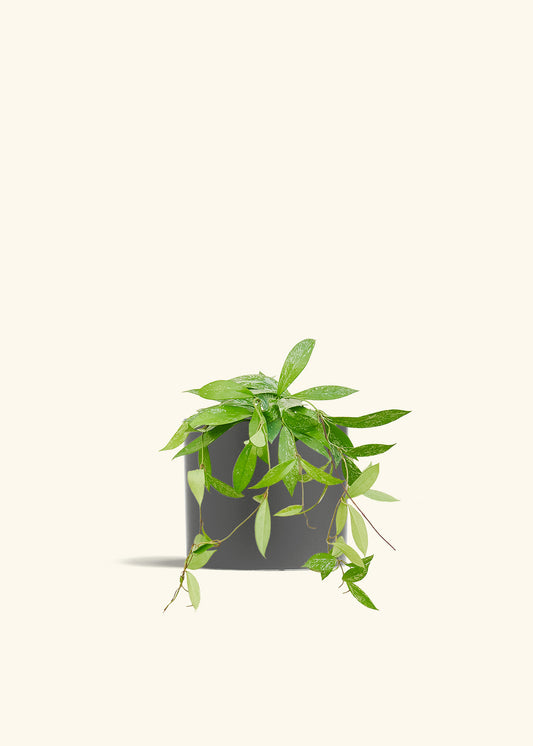 Hoya Silver Splash in a 6 inches Charcoal Classic Cylinder Planter 