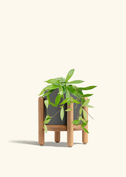 Hoya Silver Splash in a 6 inches Charcoal Classic Cylinder Planter in a Beech Wood Stand