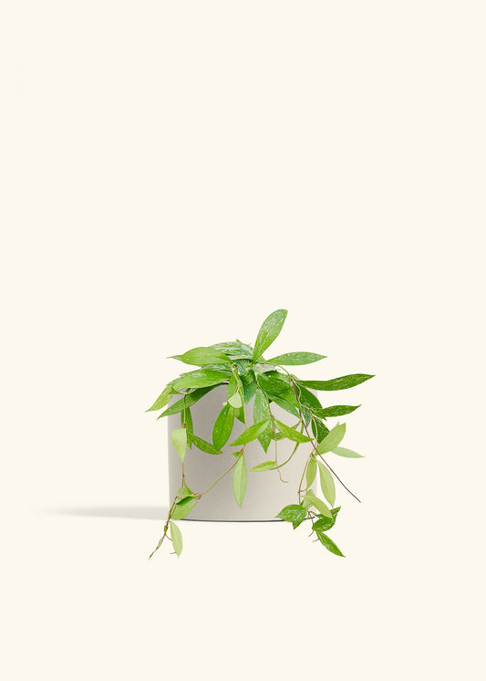 Hoya Silver Splash in a 6 inches Oat Classic Cylinder Planter 