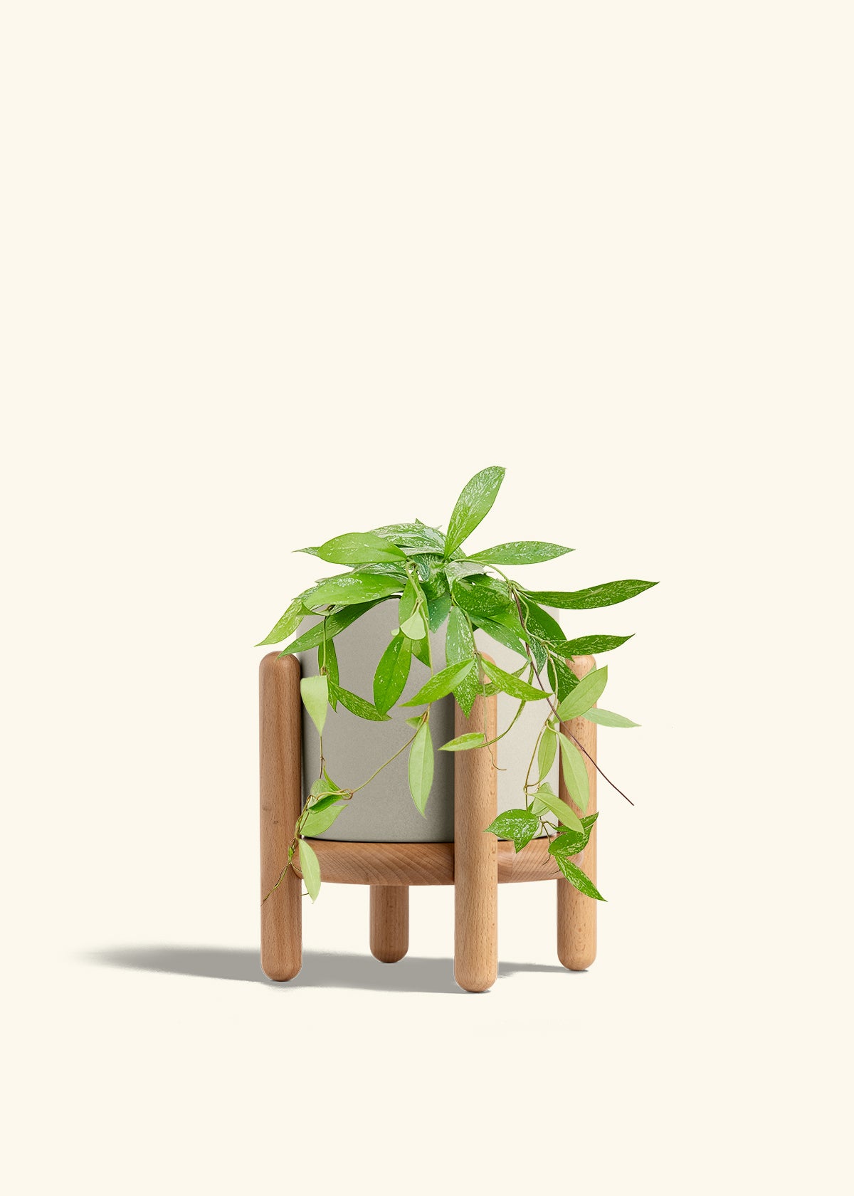 Hoya Silver Splash in a 6 inches Oat Classic Cylinder Planter in a Beech Wood Stand