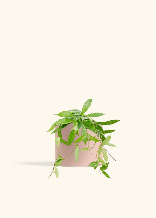 Hoya Silver Splash in a 6 inches Pink Classic Cylinder Planter 