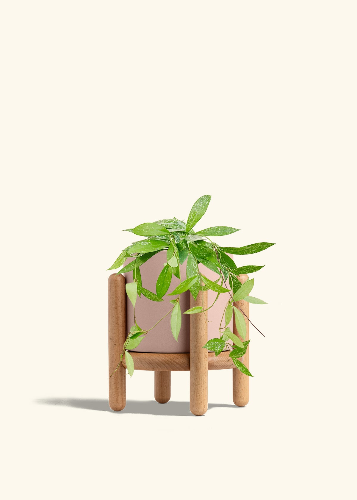 Hoya Silver Splash in a 6 inches Pink Classic Cylinder Planter in a Beech Wood Stand