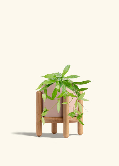 Hoya Silver Splash in a 6 inches Pink Classic Cylinder Planter in a Beech Wood Stand