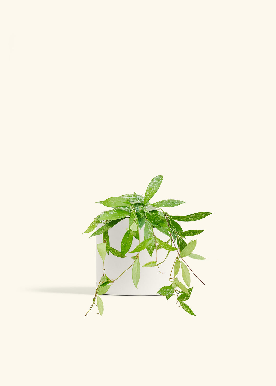 Hoya Silver Splash in a 6 inches White Classic Cylinder Planter 