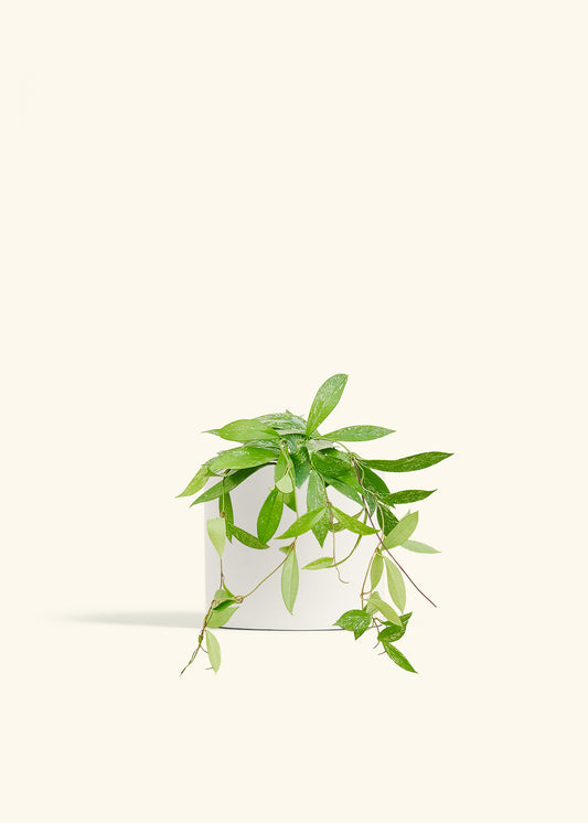 Hoya Silver Splash in a 6 inches White Classic Cylinder Planter 