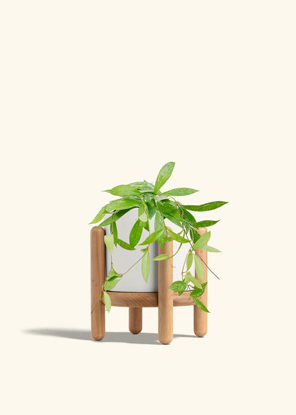 Hoya Silver Splash in a 6 inches White Classic Cylinder Planter in a Beech Wood Stand