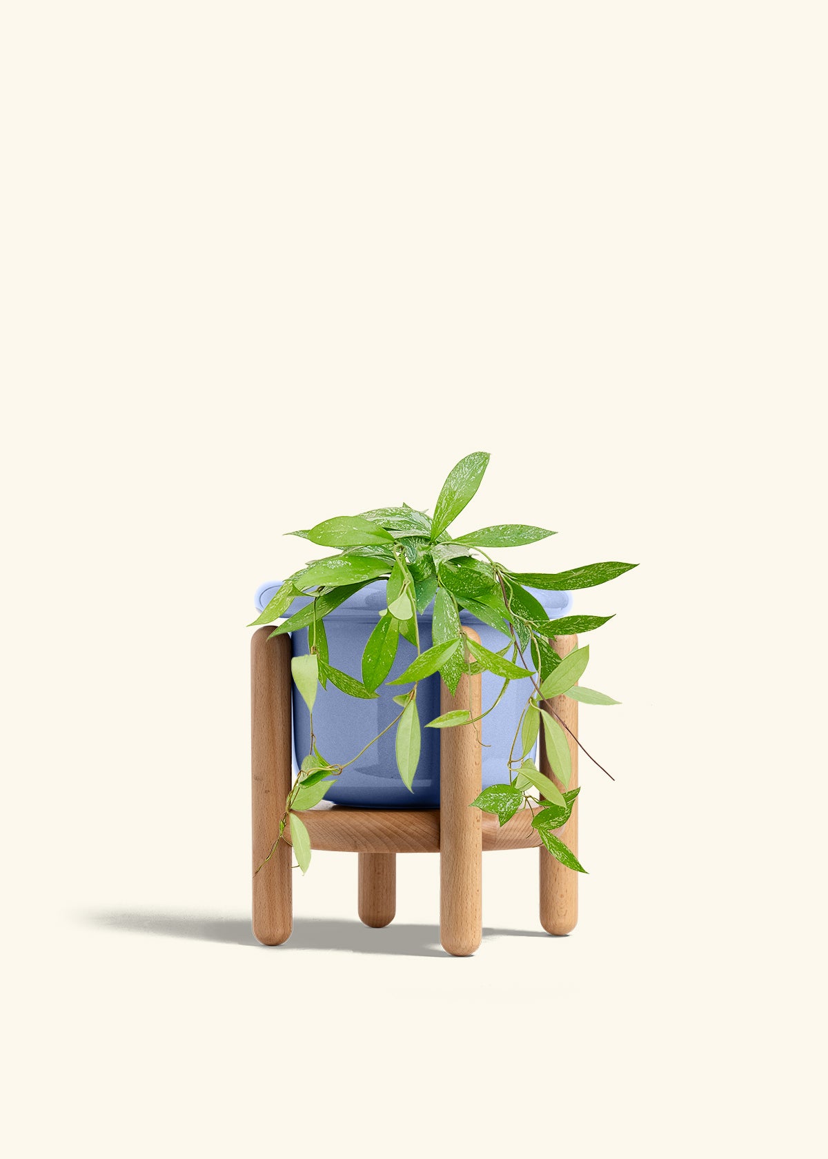 Hoya Silver Splash in a 6 inches Fat Lip Blue Planter in a Beech Wood Stand