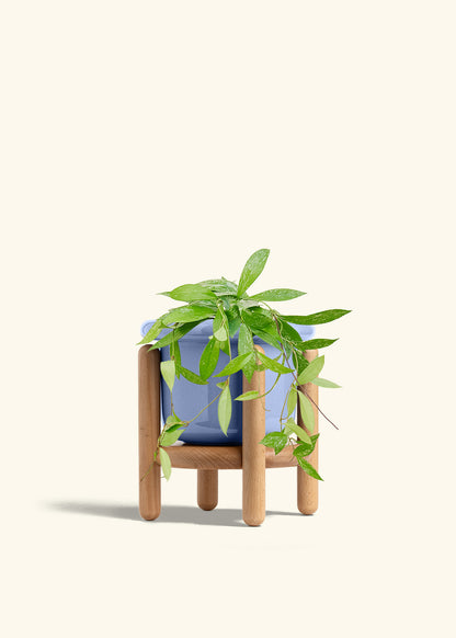 Hoya Silver Splash in a 6 inches Fat Lip Blue Planter in a Beech Wood Stand