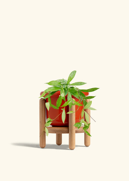 Hoya Silver Splash in a 6 inches Fat Lip Red Planter in a Beech Wood Stand