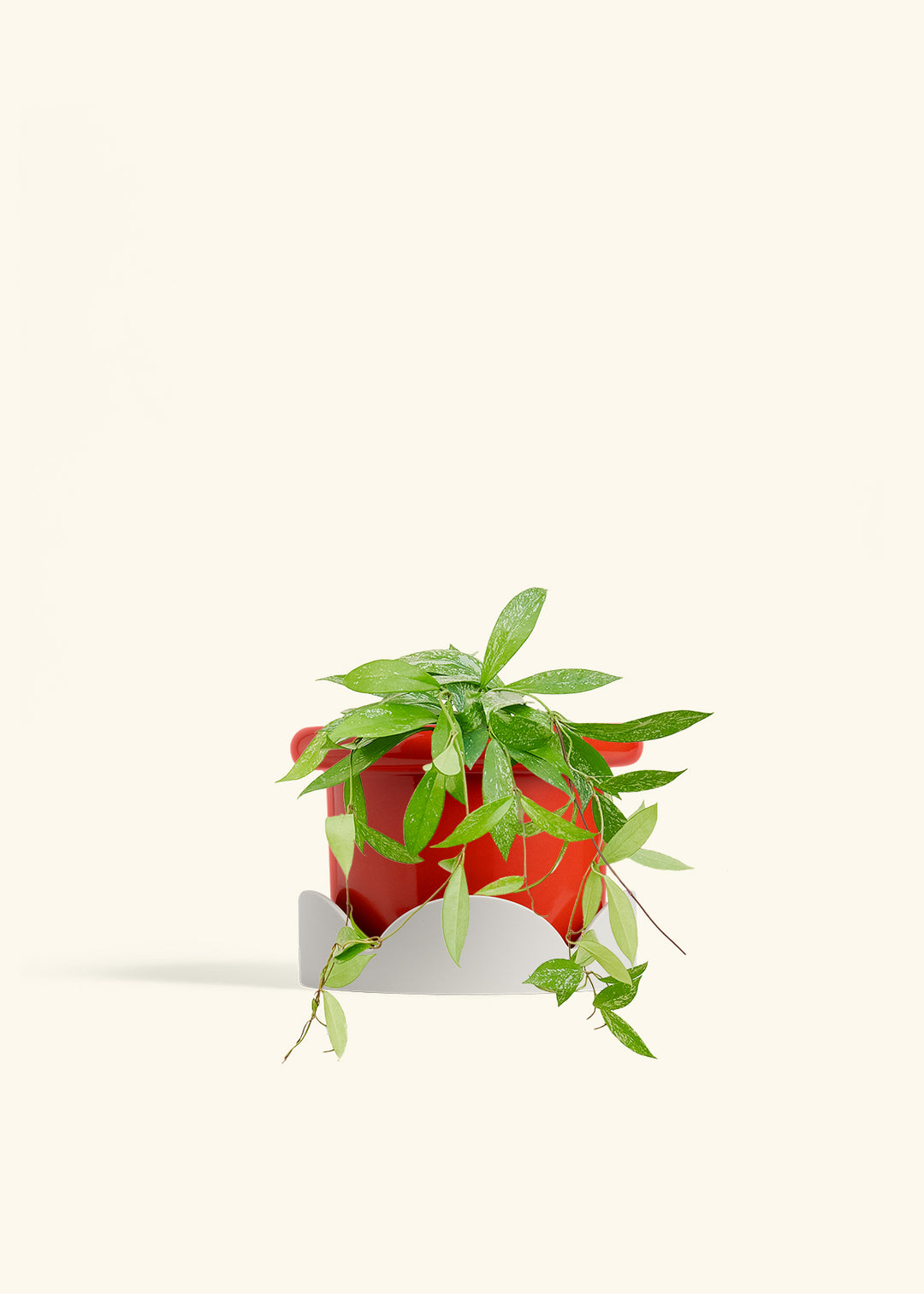 Hoya Silver Splash in a 6 inches Fat Lip Red Planter in a Oat Petal Drip Tray